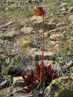 SARRACENIA PURPUREA